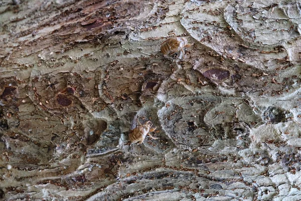 Ahşap ağaç doku arka plan için