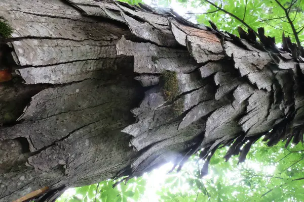 Ahşap ağaç doku arka plan için