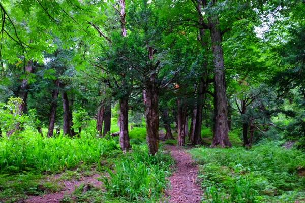 Ahşap ağaç doku arka plan için