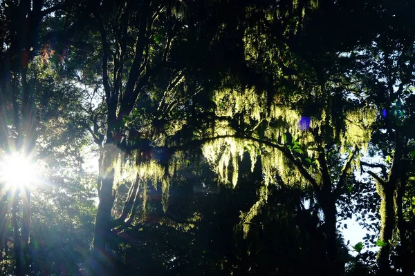 Ahşap ağaç doku arka plan için