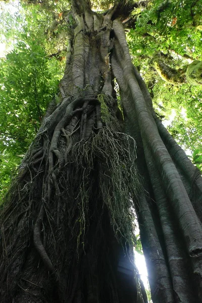 Ahşap ağaç doku arka plan için