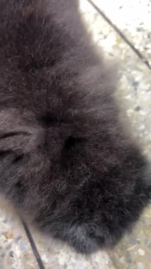 Küçük siyah bir Pomeranya 'lı sabırla her gün kapının önünde bekliyor..