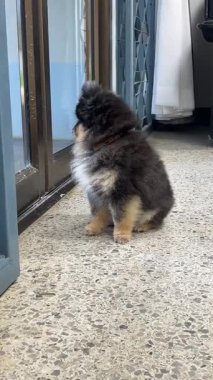 Küçük siyah bir Pomeranya 'lı sabırla her gün kapının önünde bekliyor..