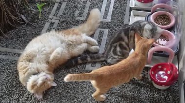 Bu tüylü turuncu İran kedisi hiçbir şey yapmama sanatında resmen ustalaştı..