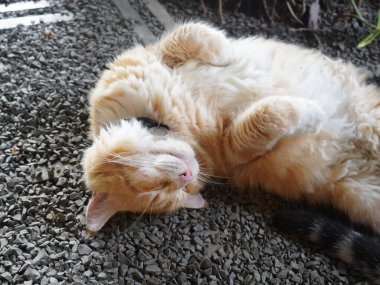 Bu tüylü turuncu İran kedisi hiçbir şey yapmama sanatında resmen ustalaştı..