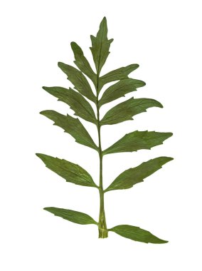 Sulak. Preslenmiş ve kurutulmuş çim beyaz bir arka plan üzerinde. Beyaz görüntü izole.