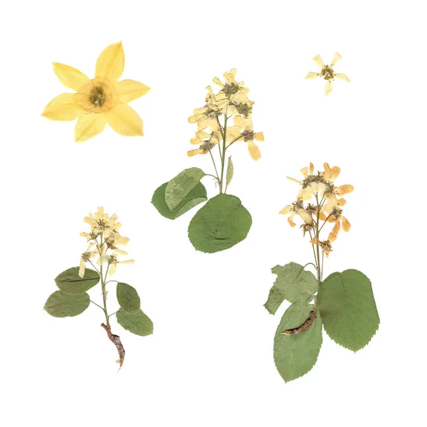 Herbarium Σύνθεση Των Πιεσμένων Και Ξηρών Φυτών Λευκά Και Κίτρινα — Φωτογραφία Αρχείου