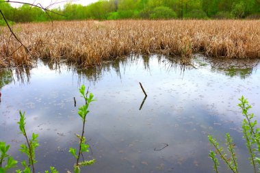 bahar bataklık. Geçen yılki reed
