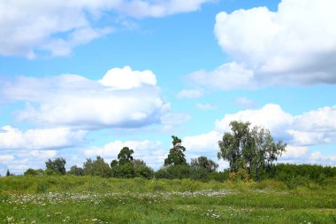 yaz manzara. çim. ağaçlar. gökyüzü bulutlardır.
