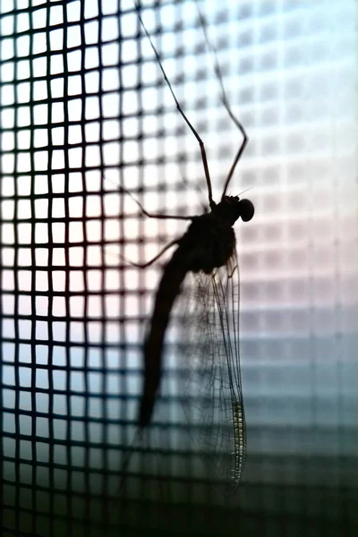 A huge mosquito sits on a mosquito net. shot macro early in the morning