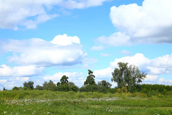 yaz manzara. çim. ağaçlar. gökyüzü bulutlardır.