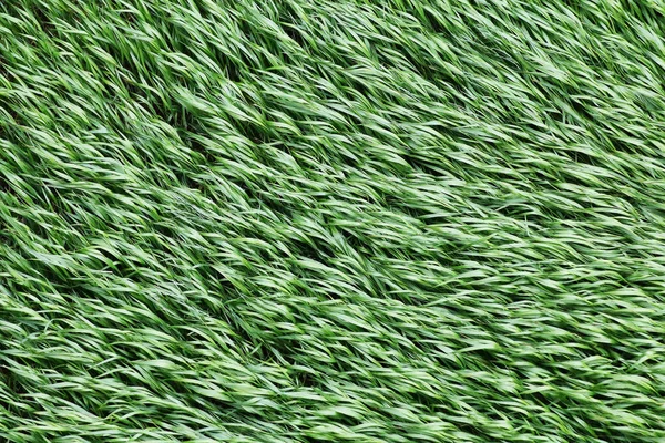 yukarıdan görüntüleyin. rüzgarda çimen.