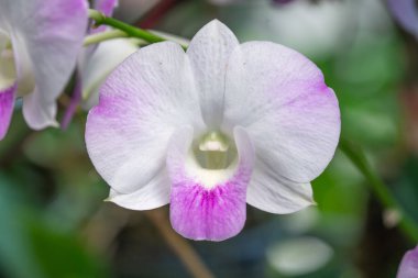 Orkide Bahçe, Doğa arka plan çiçeklenme yakın kadar güzel mor ve beyaz orkide çiçek