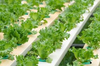 Organik hydroponic sebze tarım sera büyüyen marul