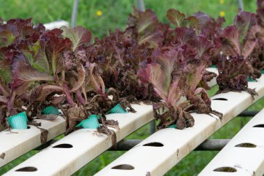 Yakın çekim kırmızı ile beyaz tepsi Sağlık pazarı için sera sebze çiftliği suda büyüyen meşe organik