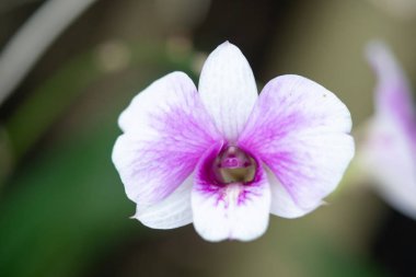 Orkide Bahçe, Doğa arka plan çiçeklenme yakın kadar güzel mor ve beyaz orkide çiçek