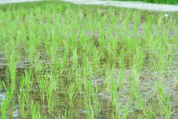 稻田的美丽景色 绿米生长在田里 — 图库照片