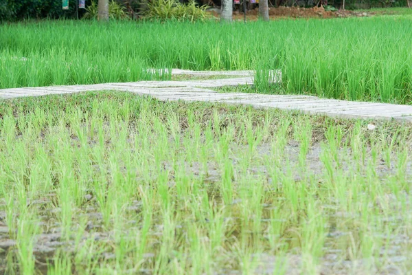 Schöne Aussicht Auf Das Reisfeld Reis Wächst Auf Dem Feld — Stockfoto