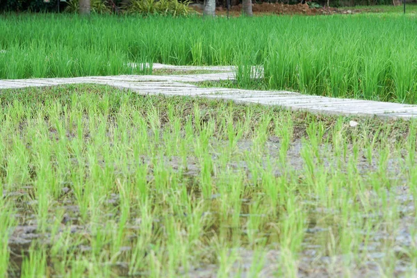 Hermosa Vista Del Arrozal Arroz Crece Campo — Foto de Stock