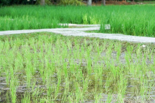 Beautiful View Rice Paddy Field Rice Grows Field — Stock Photo, Image
