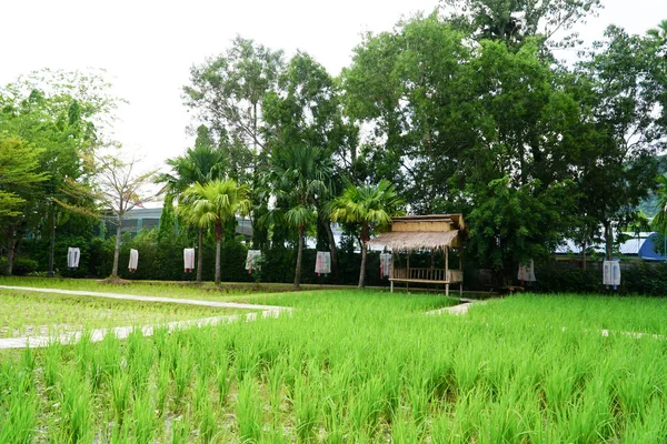 Pequeña Cabaña Arrozal Arroz Verde Crece Campo — Foto de Stock