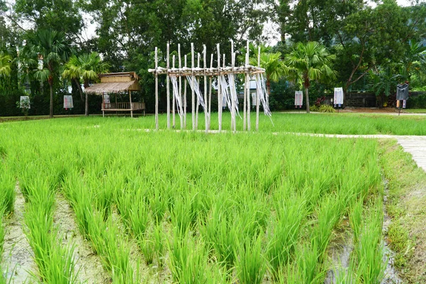 Pequeña Cabaña Arrozal Arroz Verde Crece Campo — Foto de Stock