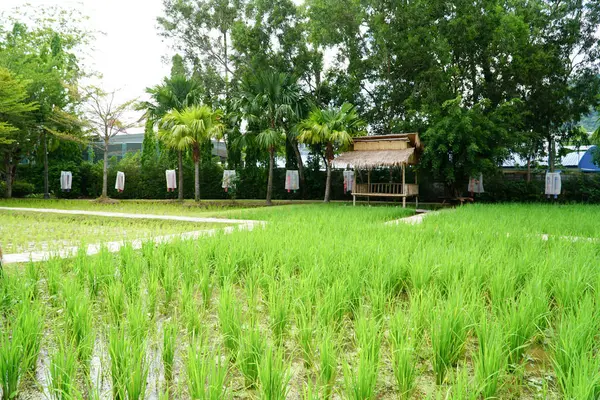 稻田里的小棚屋 绿米在田里生长 — 图库照片