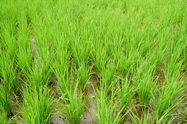 Schöne Aussicht Auf Das Reisfeld Grüner Reis Wächst Auf Dem — Stockfoto
