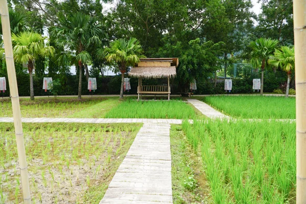 Die Kleine Hütte Auf Dem Reisfeld Auf Dem Feld Wächst — Stockfoto