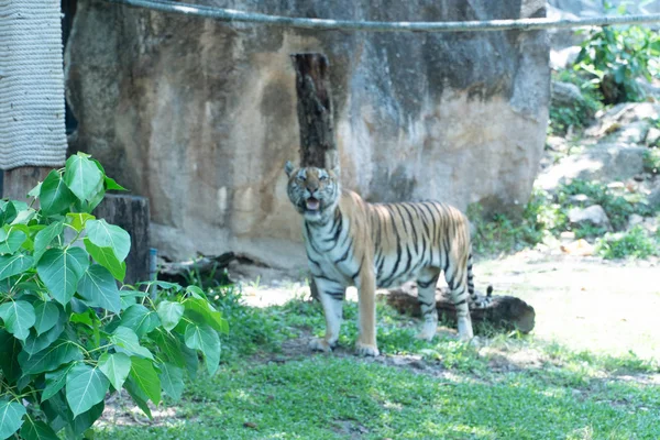 Portré Egy Arc Fej Tigris Vadonban Bengáli Indiai Tigris Dzsungel — Stock Fotó