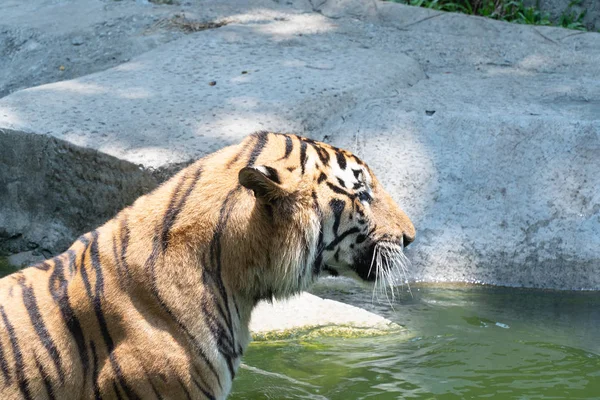 Портрет Лица Головы Тигра Диких Бенгальских Индийских Тигровых Джунглях Животных — стоковое фото