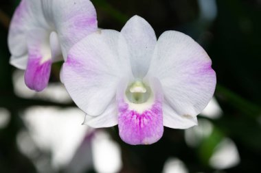 Orkide Bahçe, Doğa arka plan çiçeklenme yakın kadar güzel mor ve beyaz orkide çiçek
