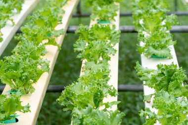 Organik hydroponic sebze tarım sera büyüyen marul