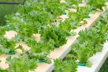 Organik hydroponic sebze tarım sera büyüyen marul