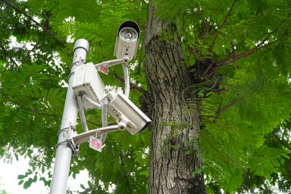 Камера Безпеки Саду Зеленому Фоні Природи Дерева — стокове фото