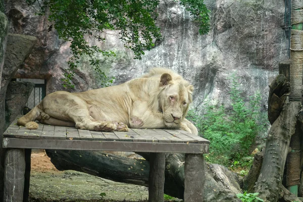 大狮子躺在木地上 在动物园里找东西 美丽的动物和世界上最大的猫 — 图库照片