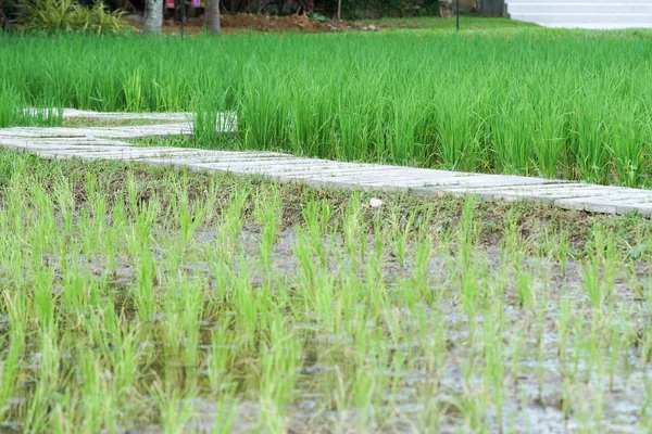 Schöne Aussicht Auf Das Reisfeld Reis Wächst Auf Dem Feld — Stockfoto