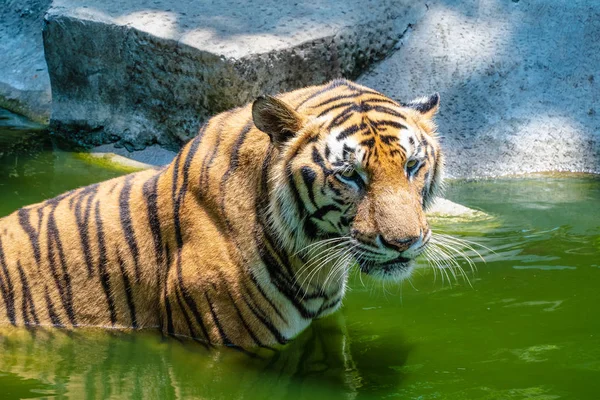 Тигриное Лицо Полосы Джунглей Животных Дикой Природе — стоковое фото