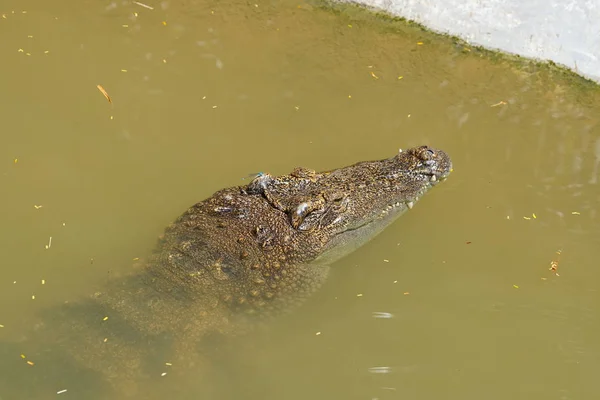 Krokodil Vagy Aligátor Veszélyes Állat Úszó Víz Természetben — Stock Fotó