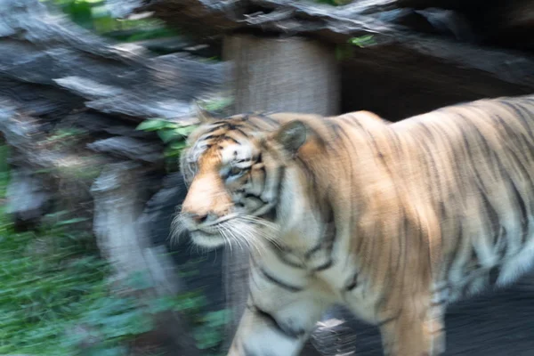 Portrait of tiger head and stripes jungle animals in the wild (blur focus)