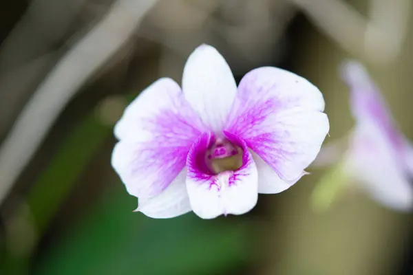 Закройте Красивые Фиолетовые Белые Орхидеи Цветущие Саду Орхидей Природа Фон — стоковое фото
