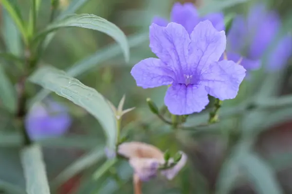 Bild Von Lila Blume Blüht Garten Grüner Hintergrund — Stockfoto