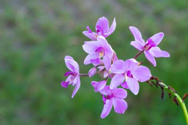 Parkta güzel mor yabani çiçek açık doğa arka plan
