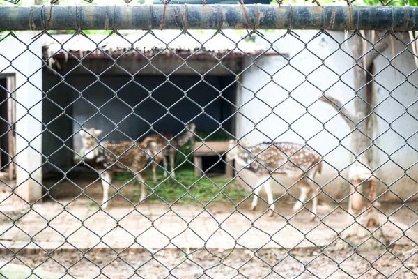Deer behind metal cage on the ground, Animal behind cage in zoo