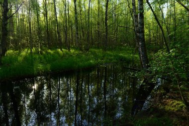 Güneşli sabah taze yeşil ağaçların orman Nehri üzerinde