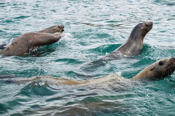 Northern sea lion Steller are swimming in the sea on Sakhalin Island in the city of Nevelsk. eared seal Stellers Rookery