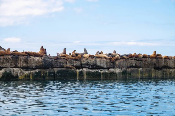 Northern sea lion Steller On a bricquator on Sakhalin Island in the city of Nevelsk. eared seal Steller\'s Rookery