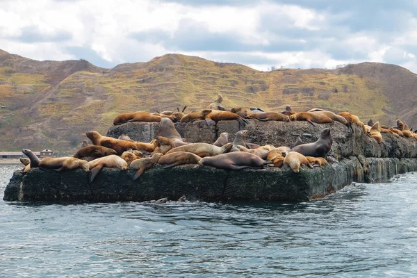 Northern sea lion Steller On a bricquator on Sakhalin Island in the city of Nevelsk. eared seal Steller's Rookery