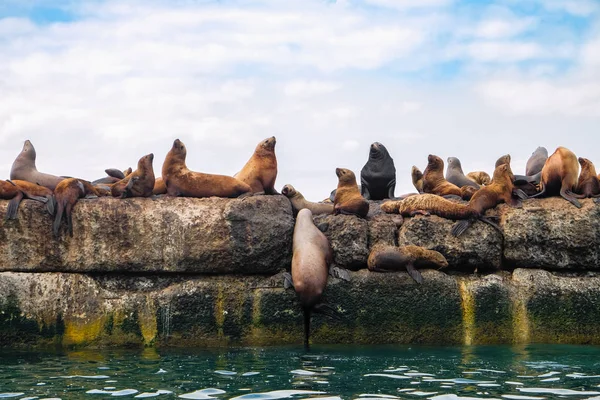 Northern sea lion Steller On a bricquator on Sakhalin Island in the city of Nevelsk. eared seal Steller\'s Rookery