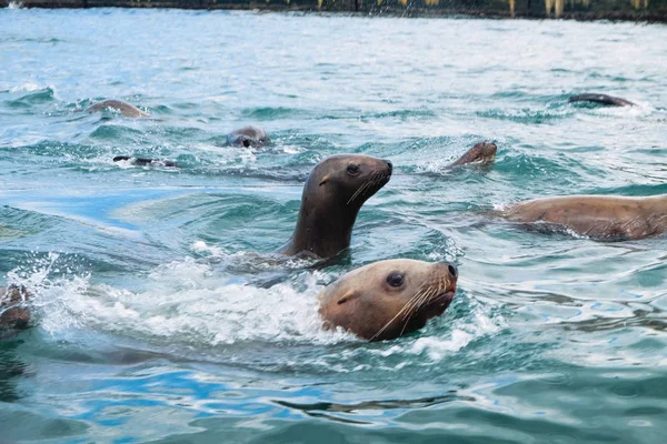 Northern sea lion Steller are swimming in the sea on Sakhalin Island in the city of Nevelsk. eared seal Steller\'s Rookery